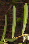 Slimleaf pawpaw